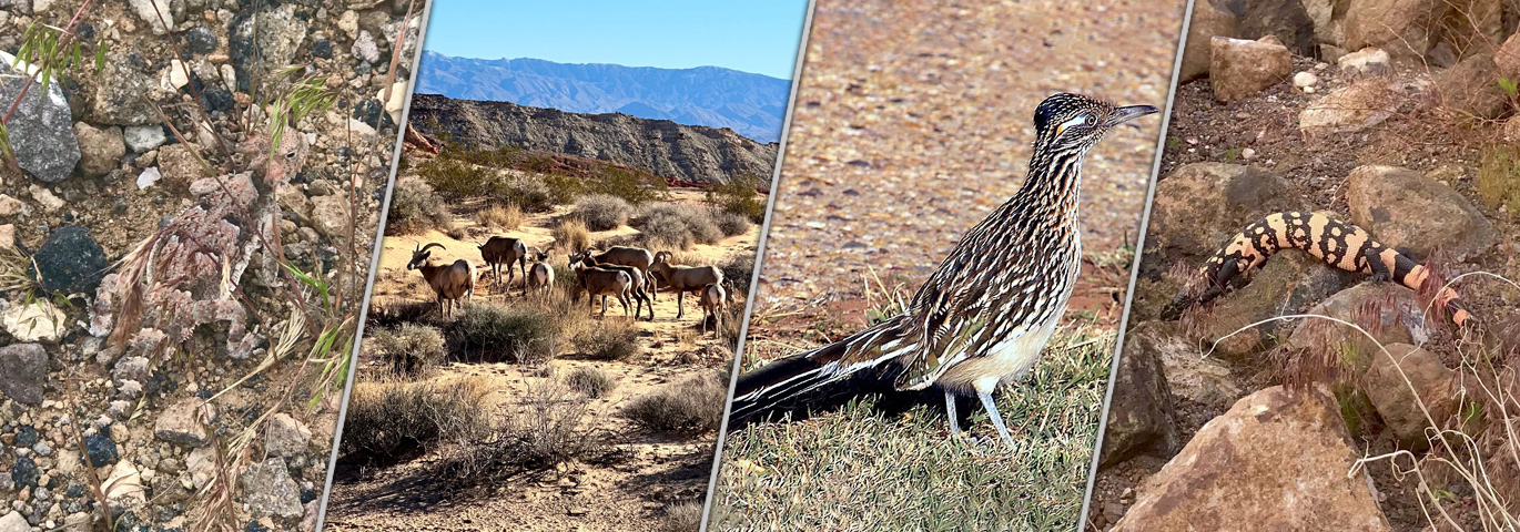Wildlife in and around Las Vegas Nevada