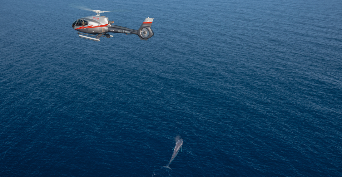 Helicopter flight over Pacific Ocean for whale-watching with marine expert